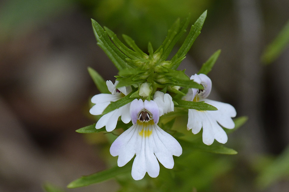 Euphrasia tricuspidata / Eufrasia tricuspidata